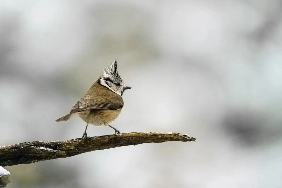 Image hover effect image