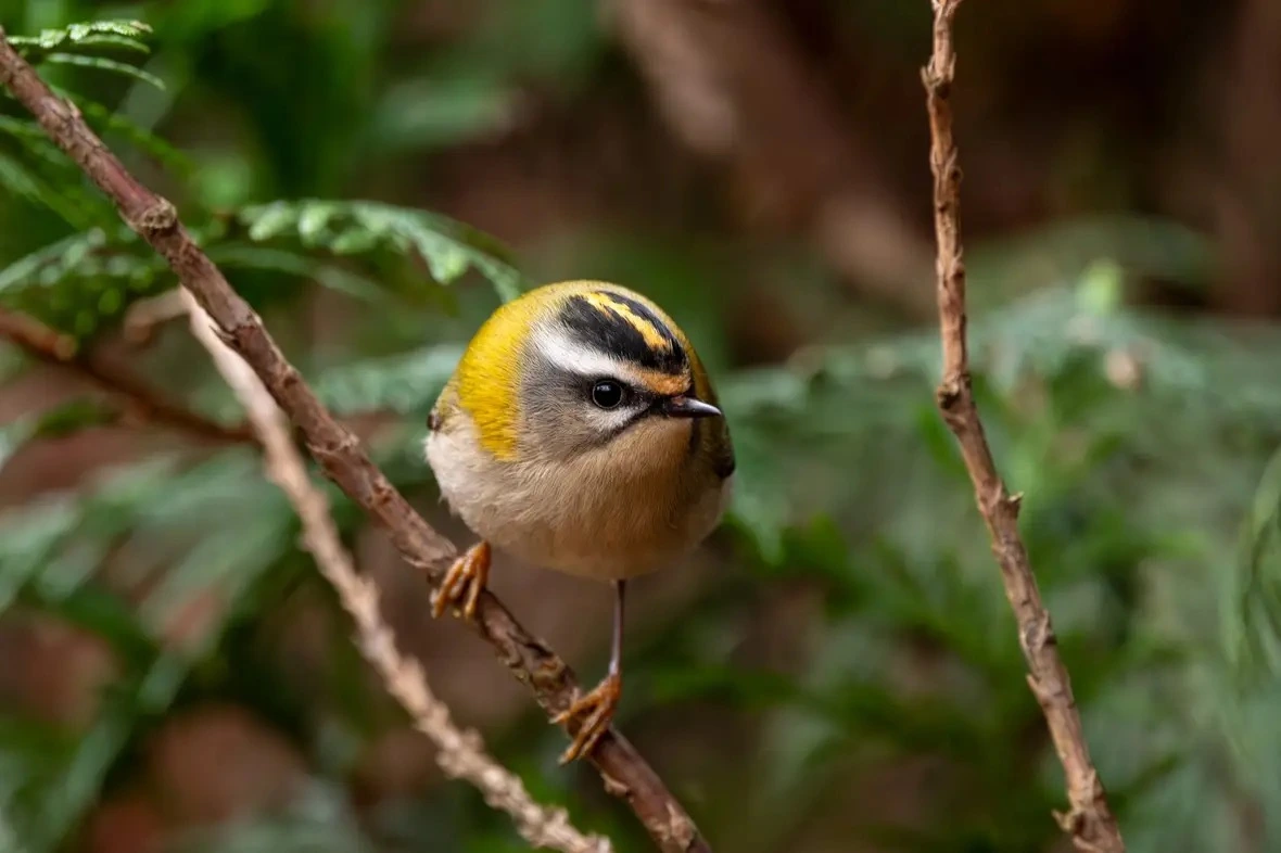 Image hover effect image