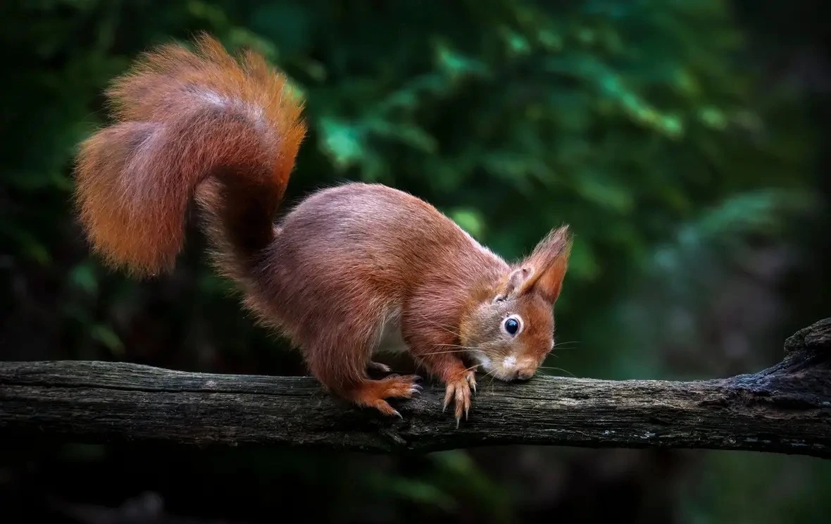 Image hover effect image