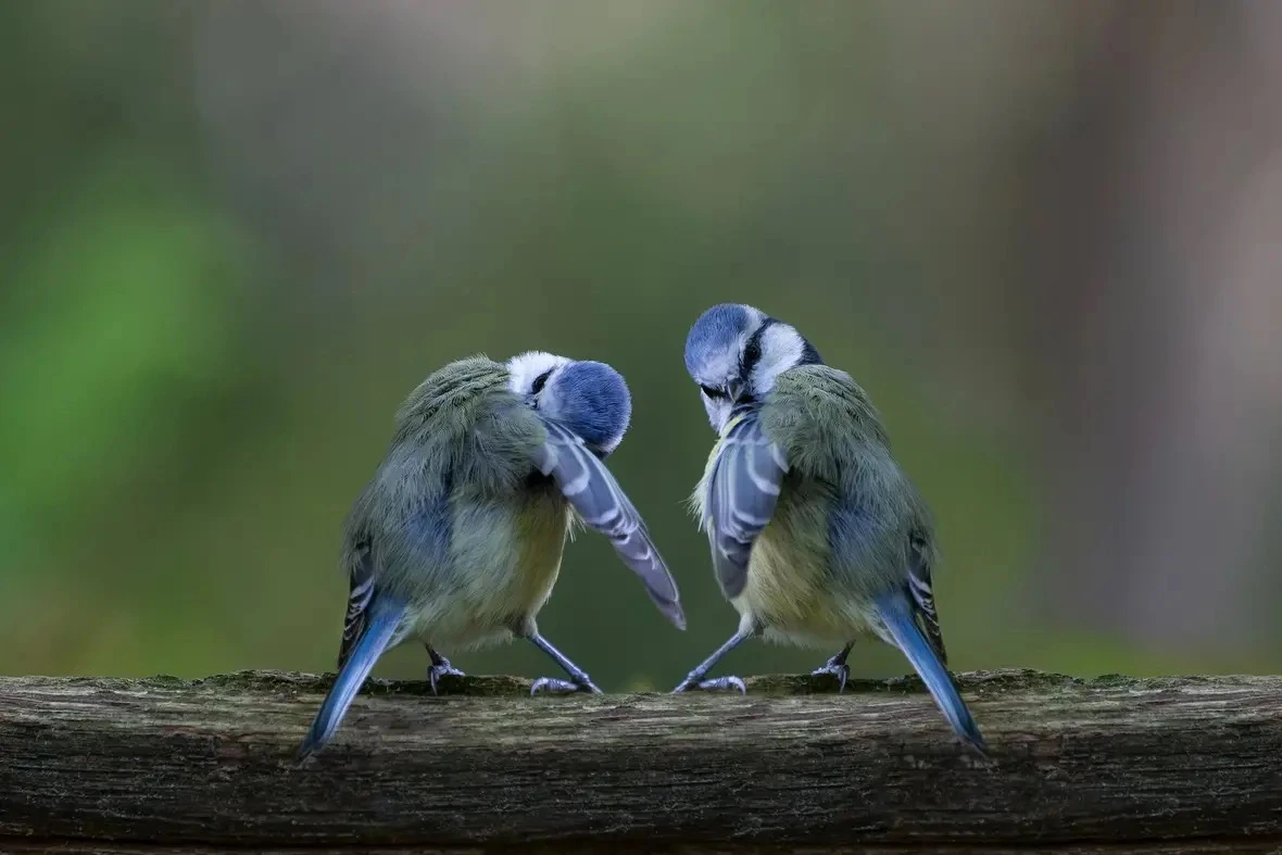 Image hover effect image