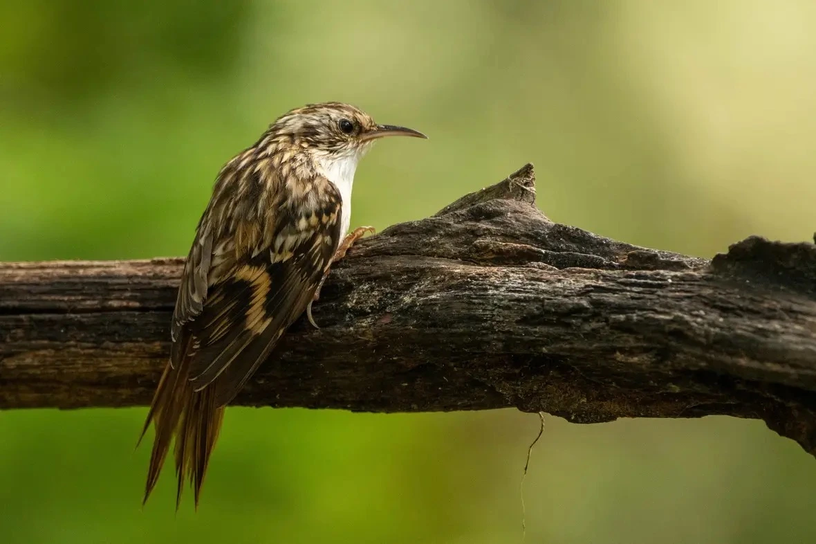 Image hover effect image